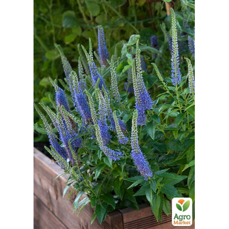Вероника королевская Royale Blue вазон С2
