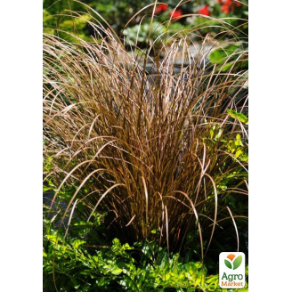 Осока Carex Auburn (вічнозелений багаторічник)