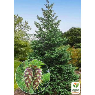 Псевдотсуга Мензиса (Pseudotsuga) С1,5 высота 40-60 см