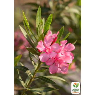 Олеандр запашний Nerium oleander Temptation (вічнозелений, ароматний чагарник)