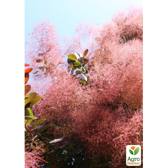 Скумпія звичайна (Cotinus Coggygria) висота 40-50см
