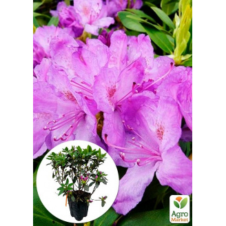 Рододендрон катевбинский 2-х летний Grandiflorum С1, высота 25-40см