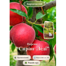 Эксклюзив! Персик Спринг Леди (Spring Lady) (премиальный крупноплодный сорт, ранний срок созревания)