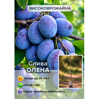Ексклюзив! Слива Олена (преміальний пізній термін дозрівання)