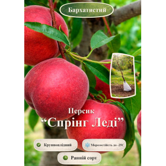 Эксклюзив! Персик Спринг Леди (Spring Lady) (премиальный крупноплодный сорт, ранний срок созревания)