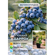 Эксклюзив! Голубика (черника садовая) Darrow (Дарроу) (ранний срок созревания, зимостойкий и устойчивый к болезням сорт)