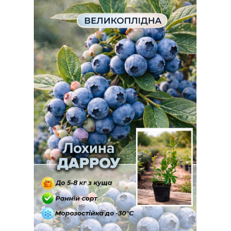 Эксклюзив! Голубика (черника садовая) Darrow (Дарроу) (ранний срок созревания, зимостойкий и устойчивый к болезням сорт)