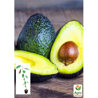 Авокадо (Персея Американська)