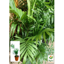 Хамедорея Витончена (Chamaedorea) Elegans