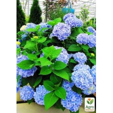 Гортензия крупнолистная голубая Голубая нежность (Blue tenderness)