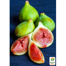 Эксклюзив! Инжир светло-зеленый Смоковница (Fig tree) (премиальный, самоопыляемый, ремонтантный сорт)