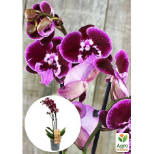 Орхідея (Phalaenopsis) Wine
