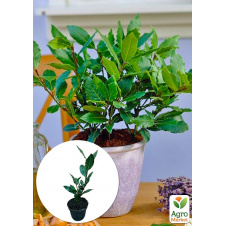 LMTD Лавр вечнозеленый Laurus Nobilis (20-30см)