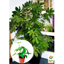 LMTD Фатсія японська Fatsia Japonica (висота 20-30см)