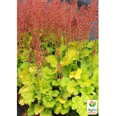 Гейхера (Heuchera) Northern Exposure Lime С1 (висота 15-30см)