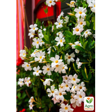 Дипладения (Mandevilla) Classic White (цветущая лиана)