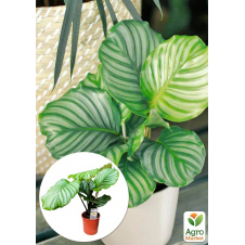 Калатея крупнолистная Orbifolia (40-50см)