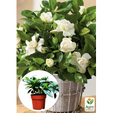 Гарденія жасминоподібна The first love (Gardenia jasminoides)