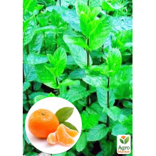 Мята Мандариновая Menta Thahi
