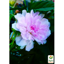 Калістегія махрова кучерява (Calystegia hederacea Flore Pleno) (кореневище)