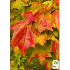 Клен Бургера Acer Buergerianum (Р9 высота 50-70см)