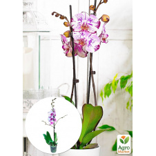 Орхідея (Phalaenopsis) Magic Art