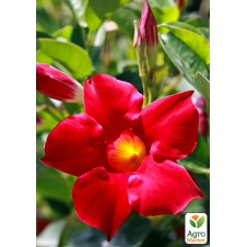 Дипладения (Mandevilla) Classic Early Scarlet (цветущая лиана)