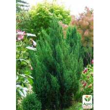 Можжевельник китайский Stricta горшок P9