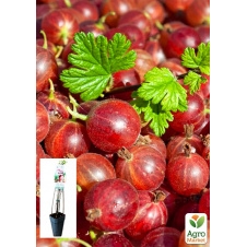 LMTD Крыжовник Hinnonmaki Red (сортовой, укорененный)