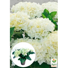 LMTD Гортензія крупнолистова квітуча 3-річна Bright White (30-40см)
