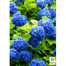 Гортензия крупнолистная Forever and ever Blue