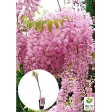 LMTD Вистерия (глициния) Floribunda Rosea 2-х летняя (высота 50-70см)