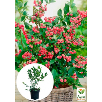 Голубика (черника садовая) 2 года Пинк Блюберри (Blueberry) С2 высота 40-50см