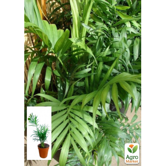 Хамедорея Витончена (Chamaedorea) Elegans