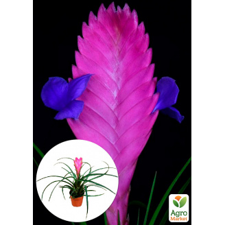 Тілландсія Anita (Tillandsia Cyanea)