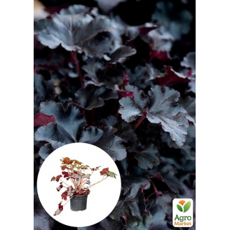 Гейхера (Heuchera) Black Taffeta С1 (высота 15-30см)