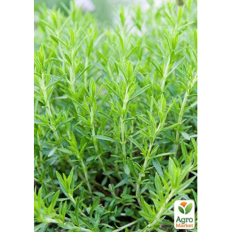 Тархун – естрагон (Artemisia dracunculus)