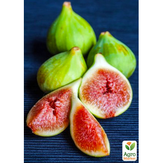 Эксклюзив! Инжир светло-зеленый Смоковница (Fig tree) (премиальный, самоопыляемый, ремонтантный сорт)