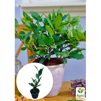LMTD Лавр вічнозелений Laurus Nobilis (20-30см)
