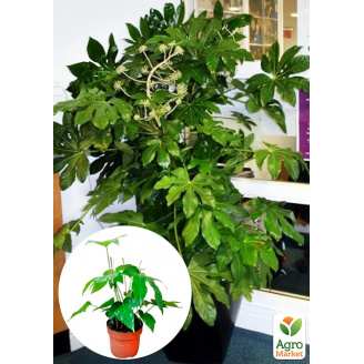 LMTD Фатсія японська Fatsia Japonica (висота 20-30см)