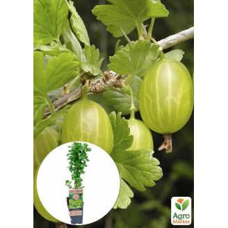 LMTD Аґрус Hinnonmaki Green (сортовий, укорінений) висота 50-70см