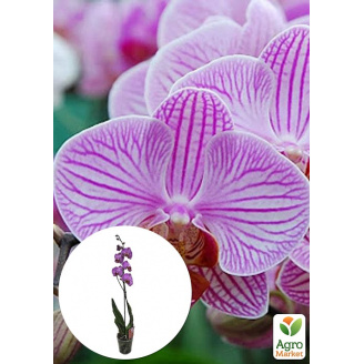 Орхідея (Phalaenopsis) Tiger