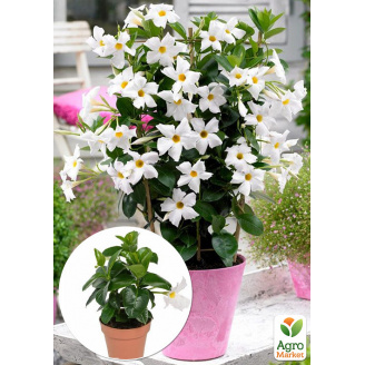 Диплоденія (Mandevilla) Snow White (квітуча ліана)