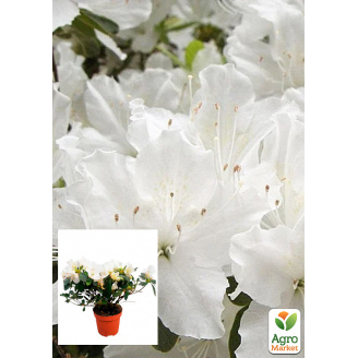 Рододендрон комнатный White