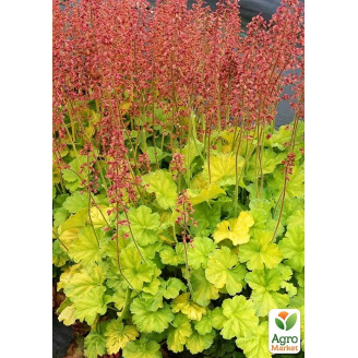 Гейхера (Heuchera) Northern Exposure Lime С1 (высота 15-30см)