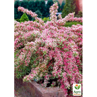 Вейгела Nana variegata (Пестролистная)