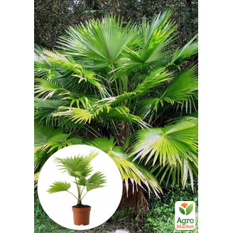 LMTD Пальма Livistona Rotundifolia висота 35-45см