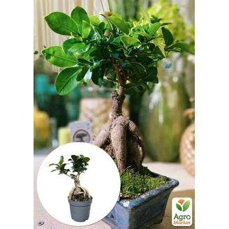 Бонсай Ginseng