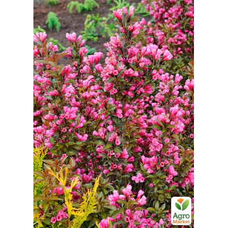 Вейгела Viktoria (Weigela Florida)
