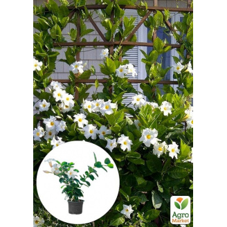 Дипладенія (Mandevilla) Pearl (квітуча ліана)